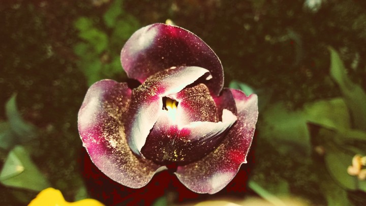 beautiful flower in the spring