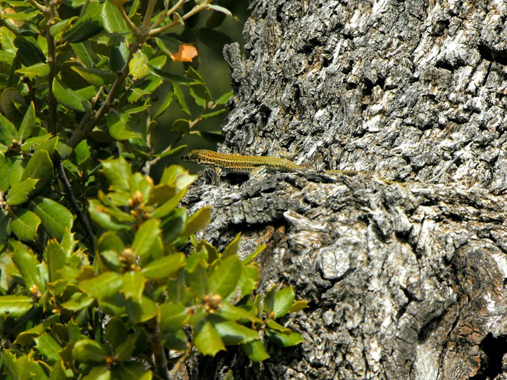 reptile
