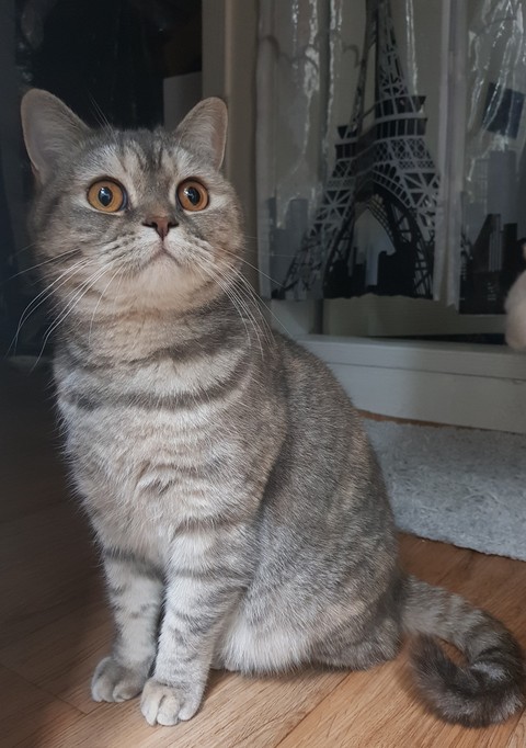 우리집 고양이