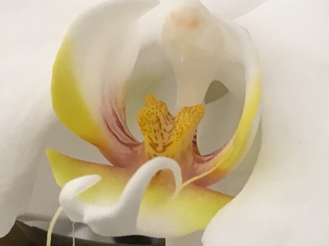 florart