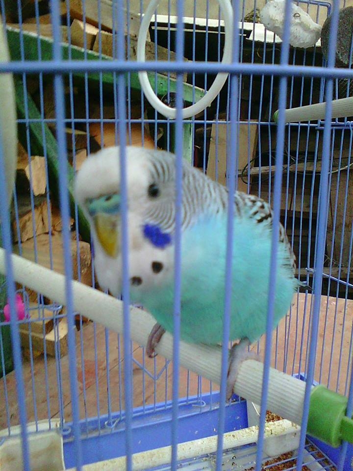 koki