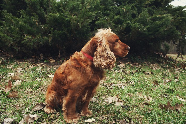 Lovely dog
