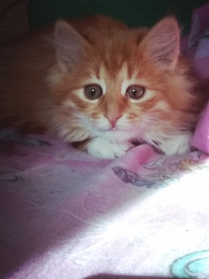 Kitten