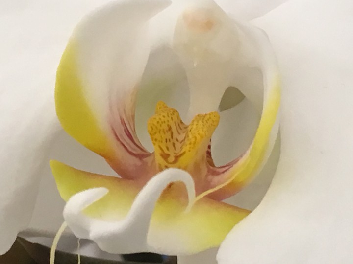 florart