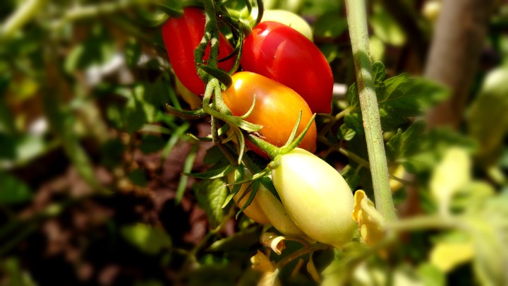 Mi huerta
