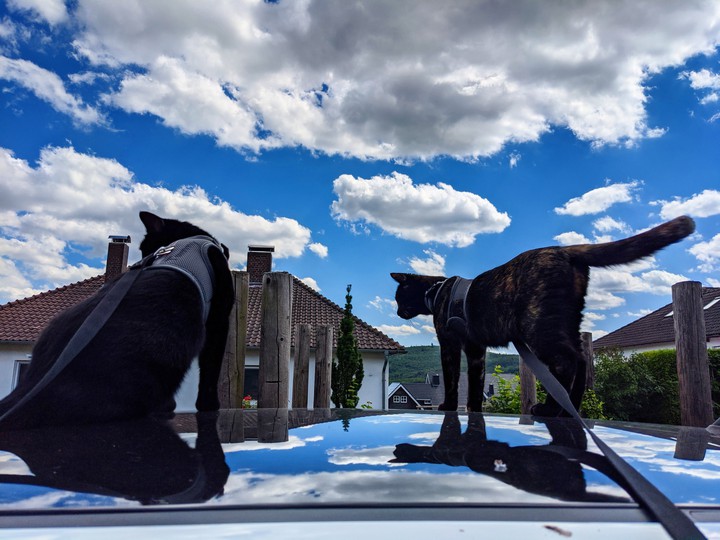 cats