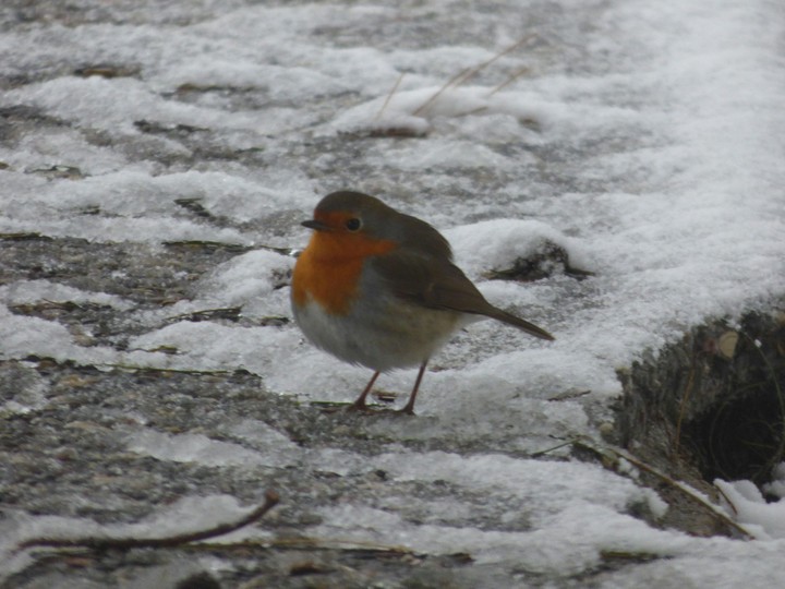 European robin