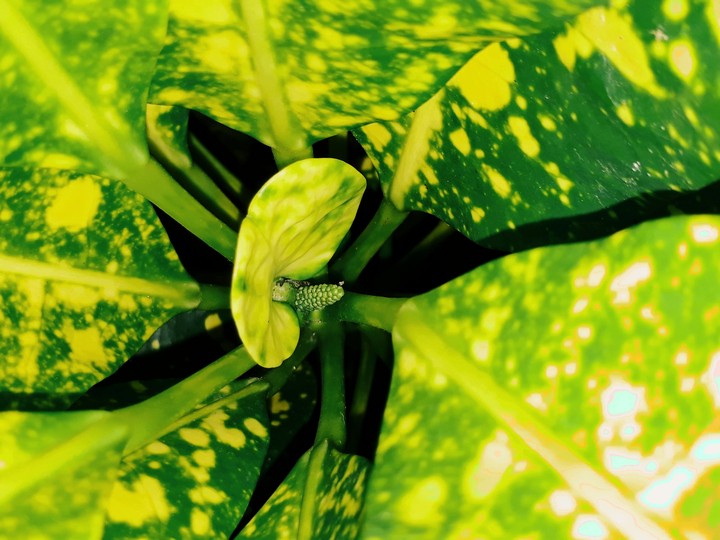 leaf