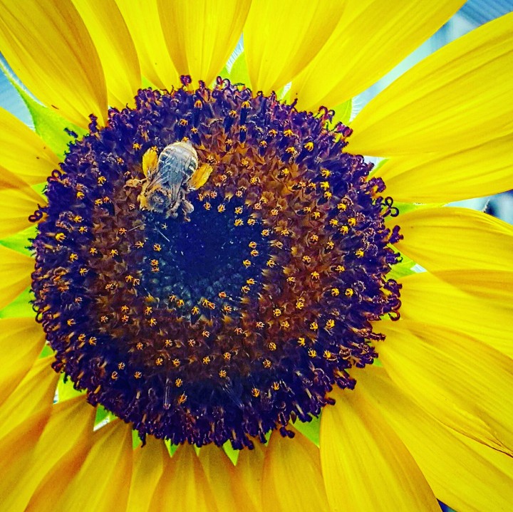 Busy Bee