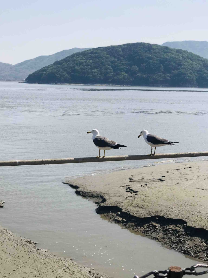 갈매기