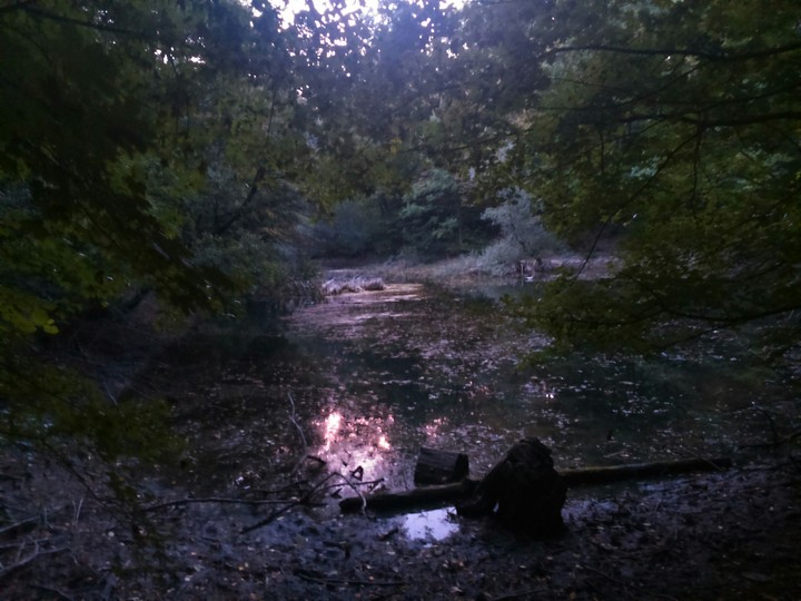 pond