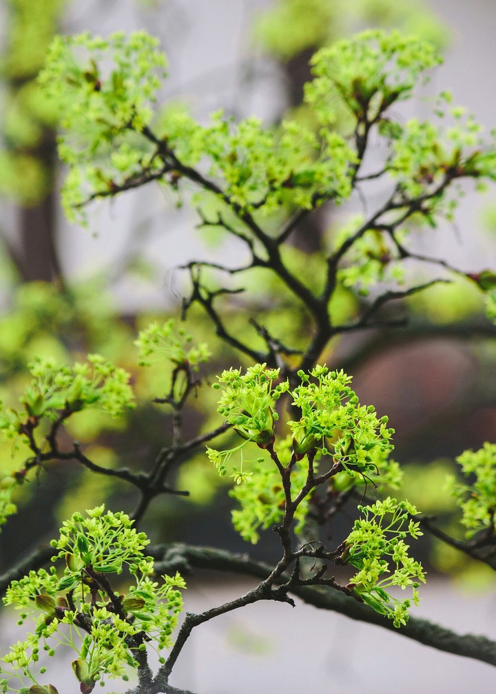 Tree branches