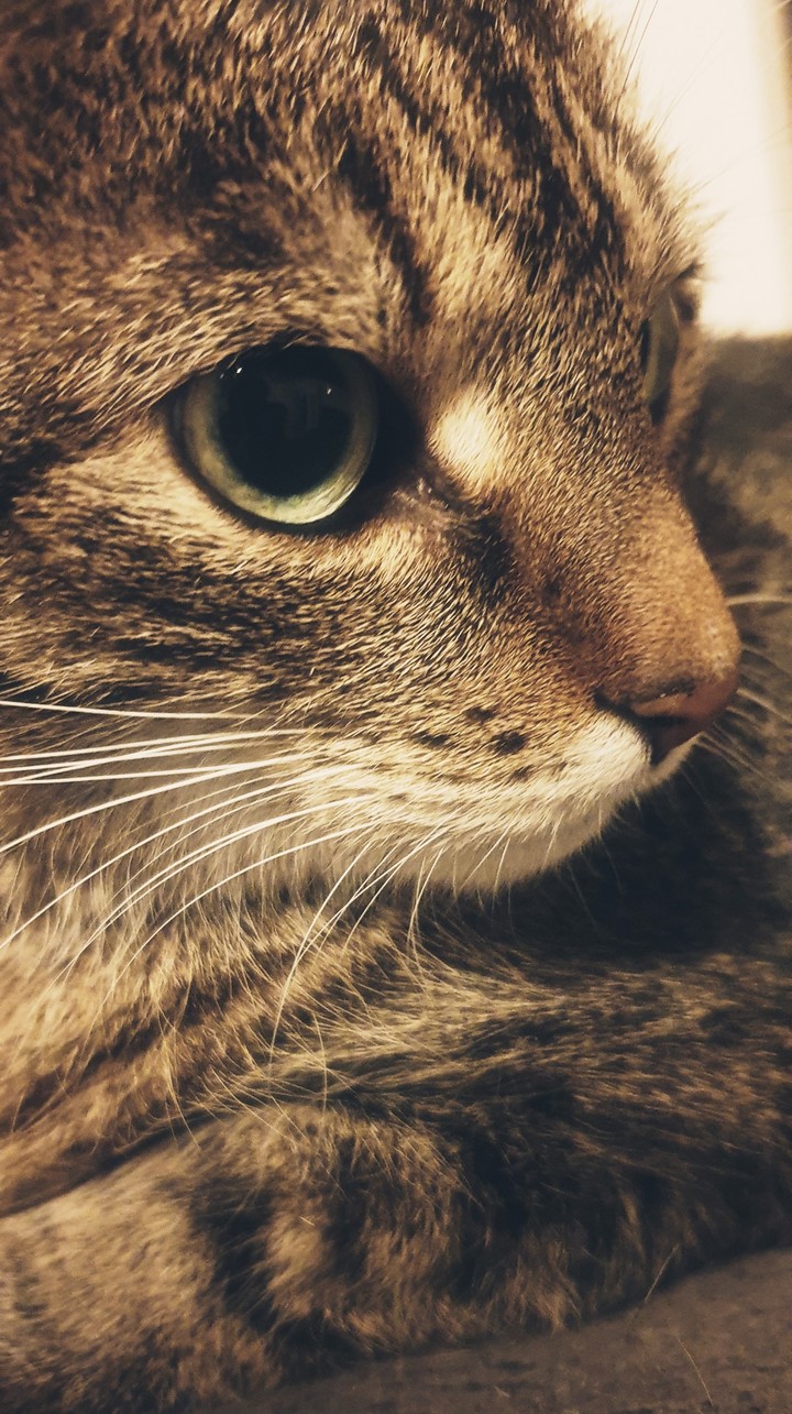 Beautiful Cat