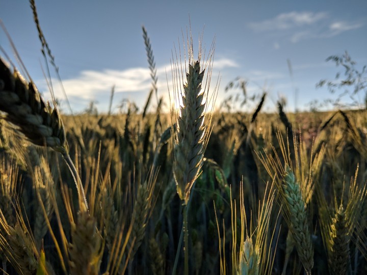 Barley