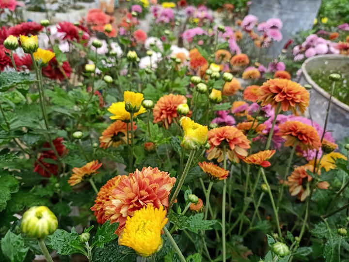 flowers