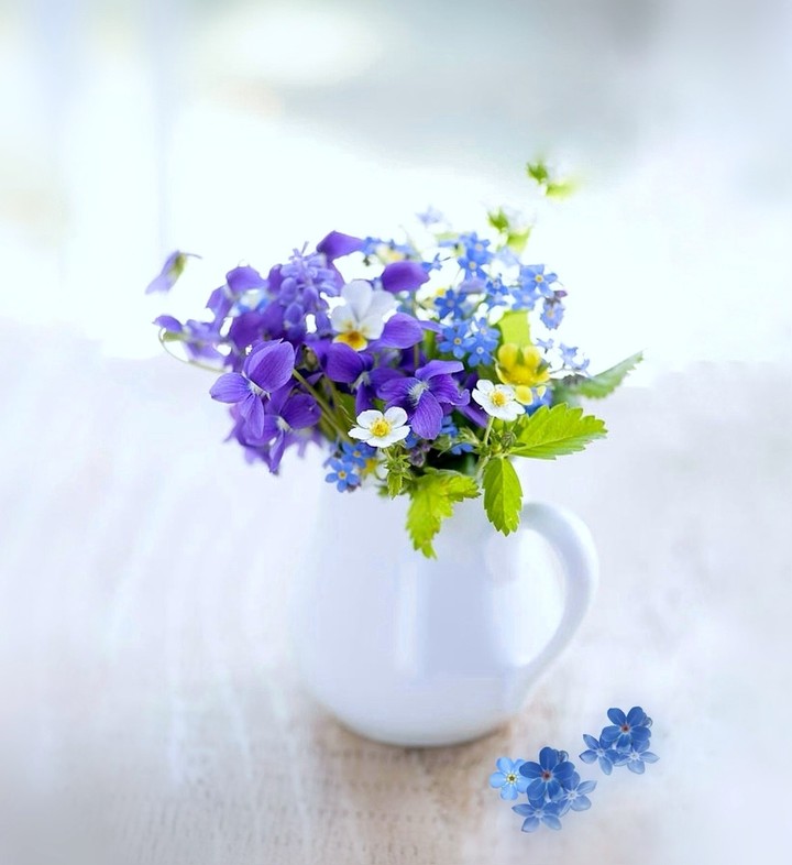Viola