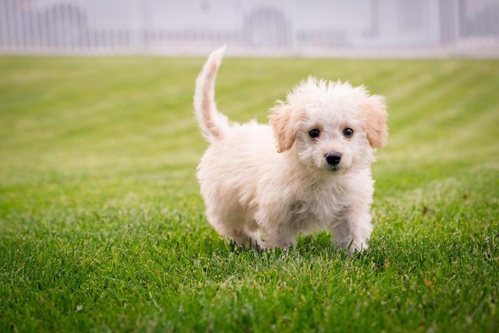 puppy