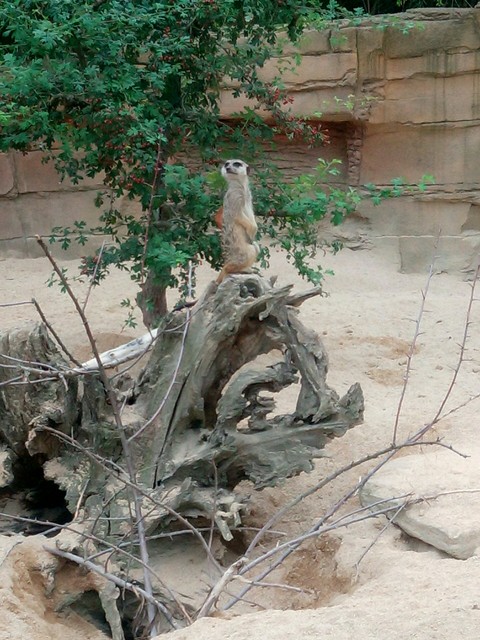 Watch out! Meerkat on Duty