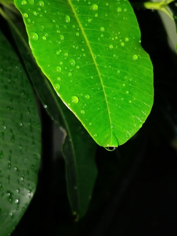Simple leaf after rain