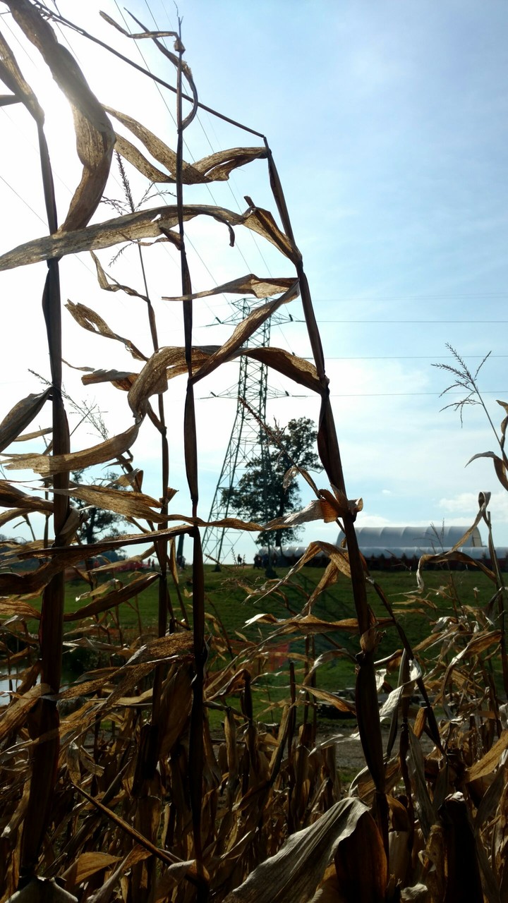 Corn maze