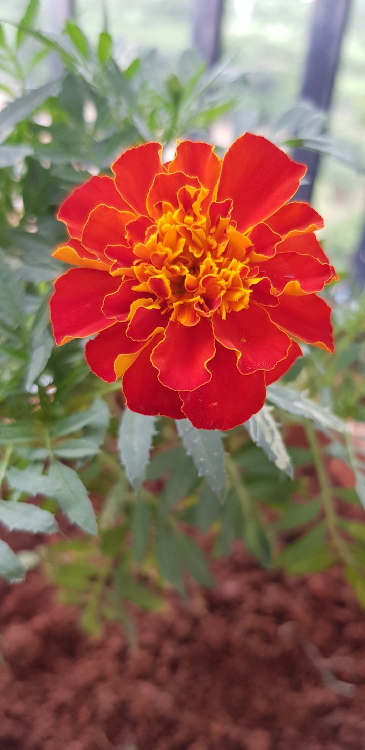 red flower
