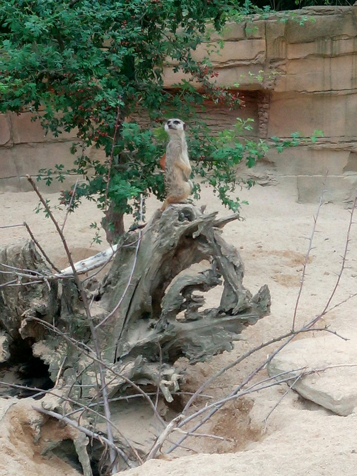 Watch out! Meerkat on Duty