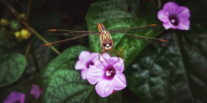 THE DRAGON FLY..