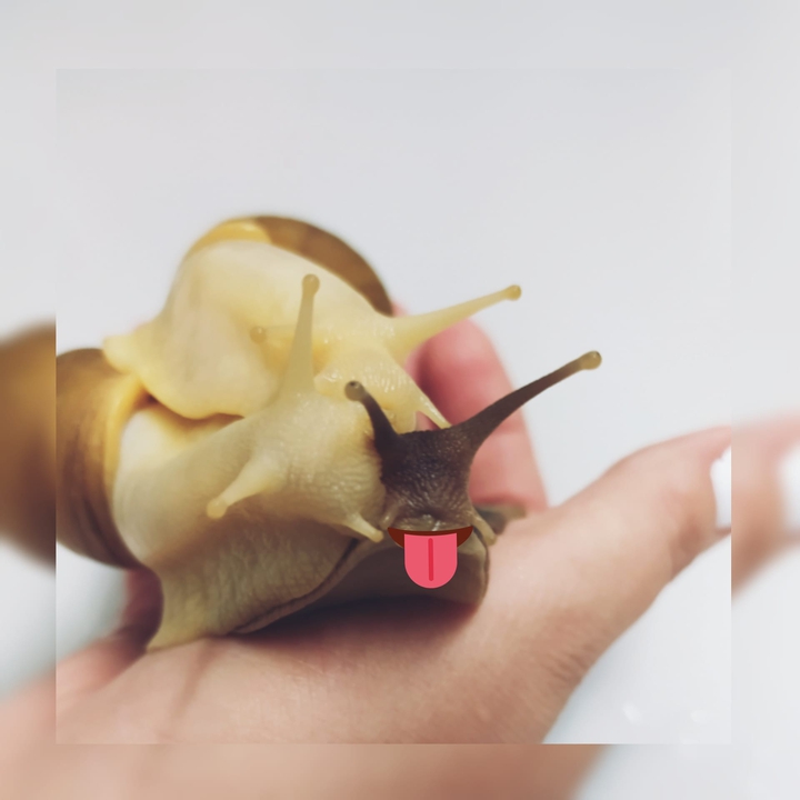 achatina snails