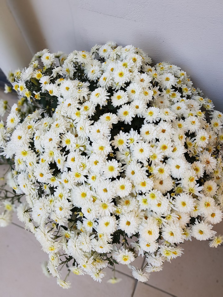 autumn flowers