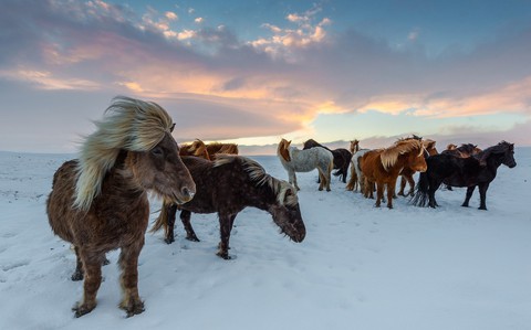 horse