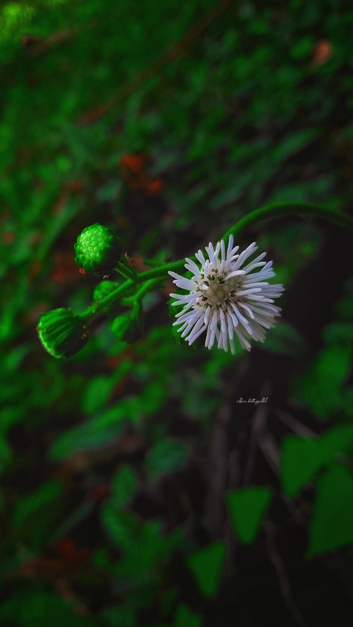 Bloom