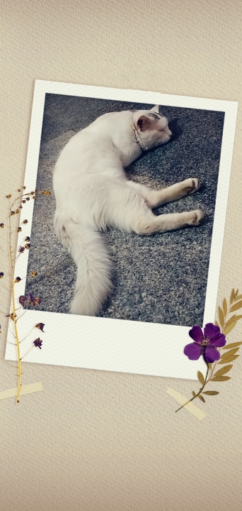 ?Catitude is Everything?