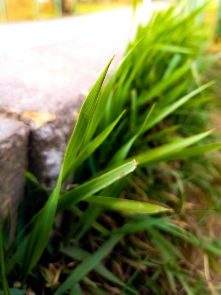 Grass