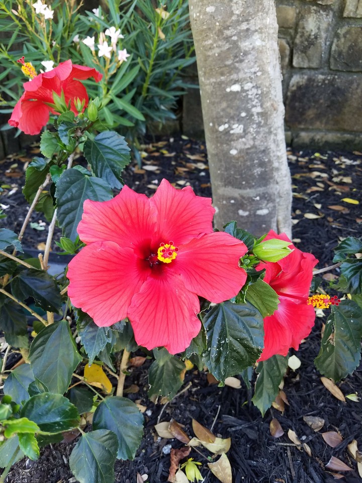 Flower Burst