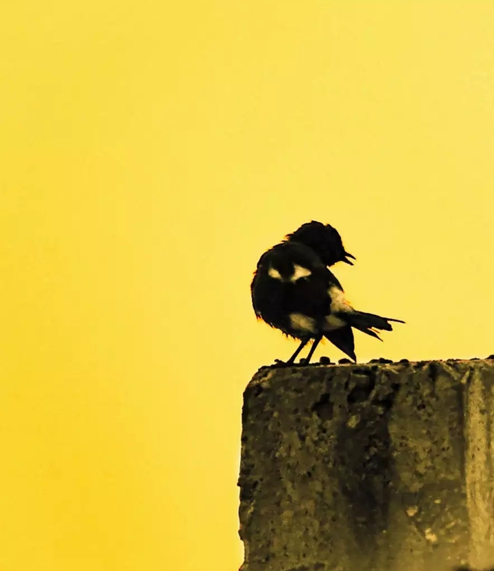 robin