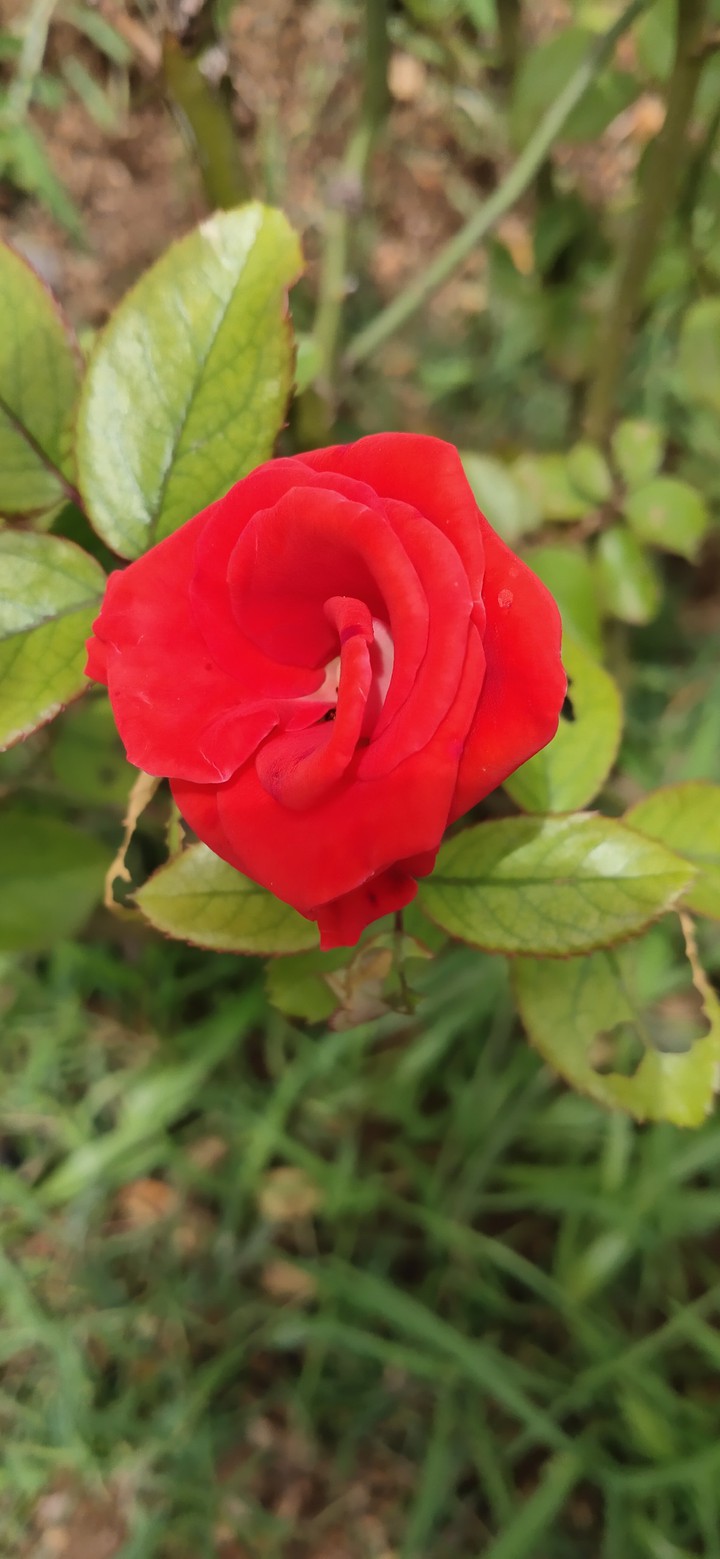 red rose