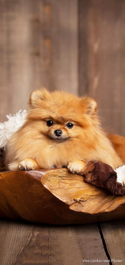 Baby dog