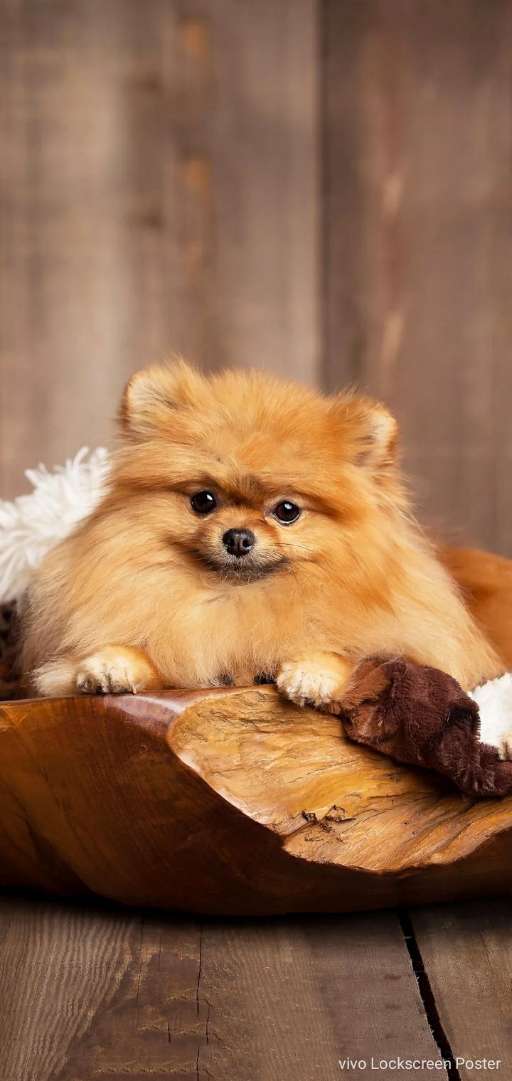 Baby dog