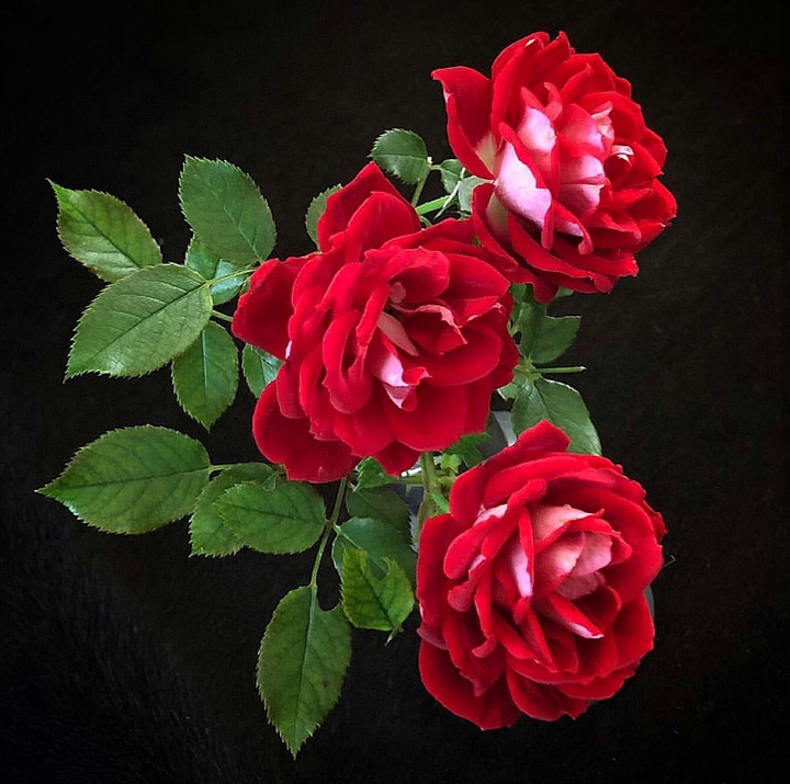 Roses