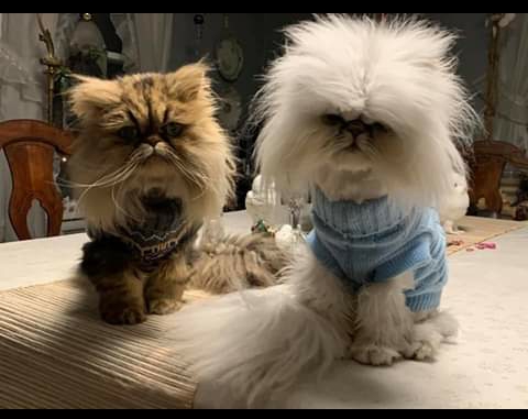 Cuties ?