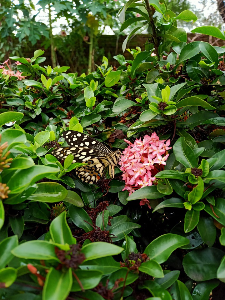 Butterfly