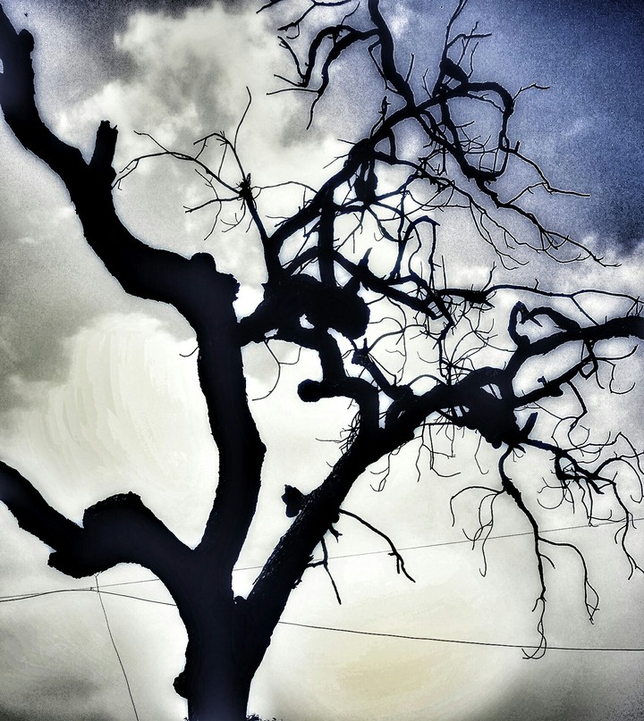#Tree
