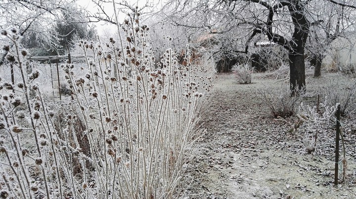 Garden in winter