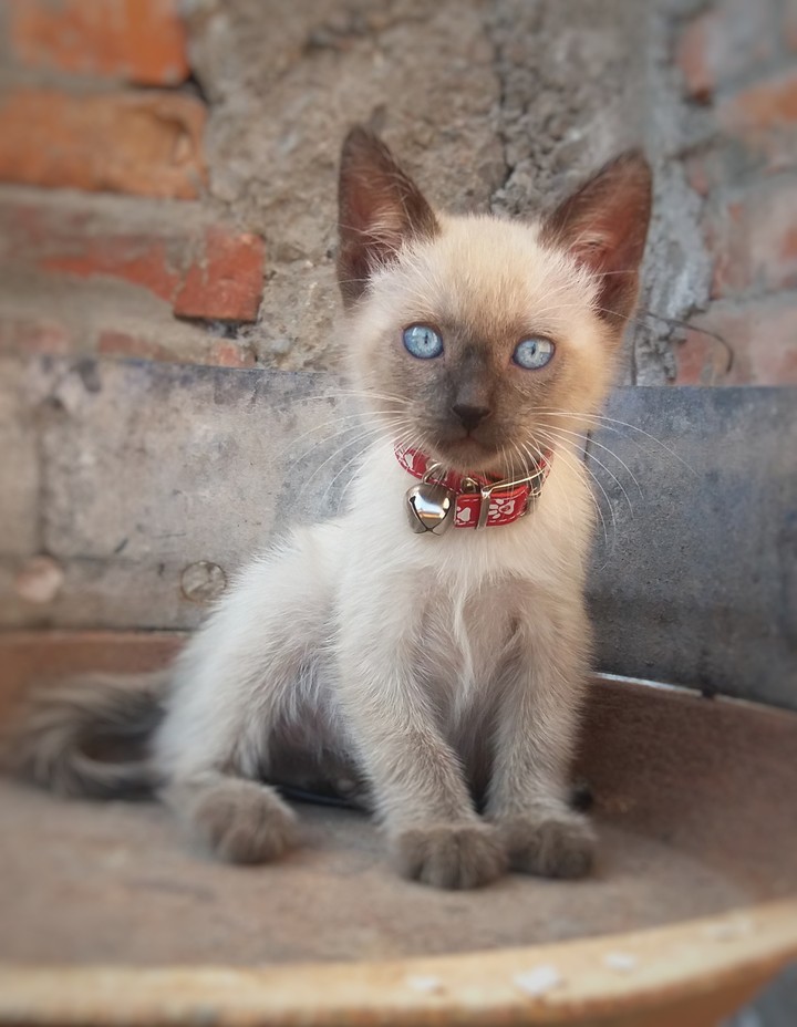 gato