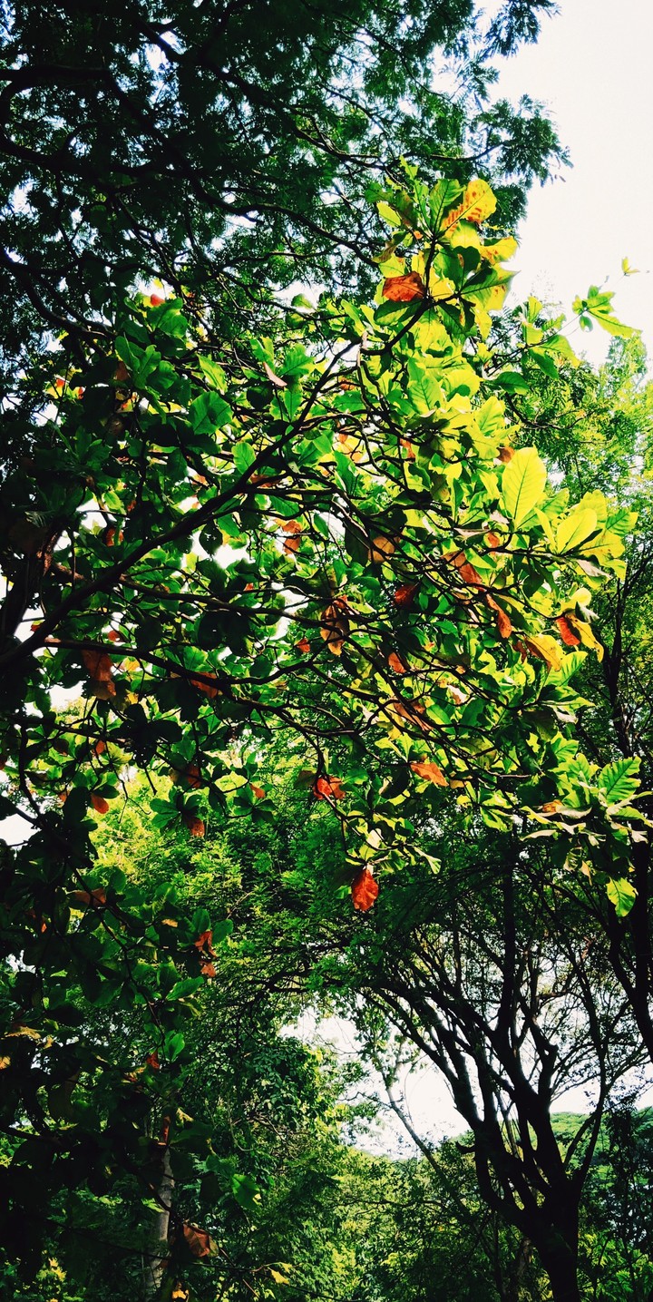 Nature