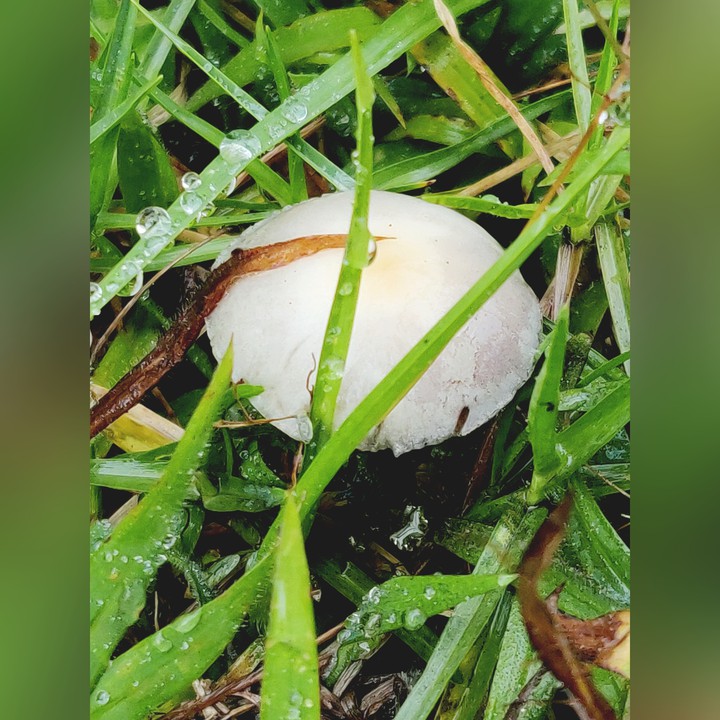 mushroom