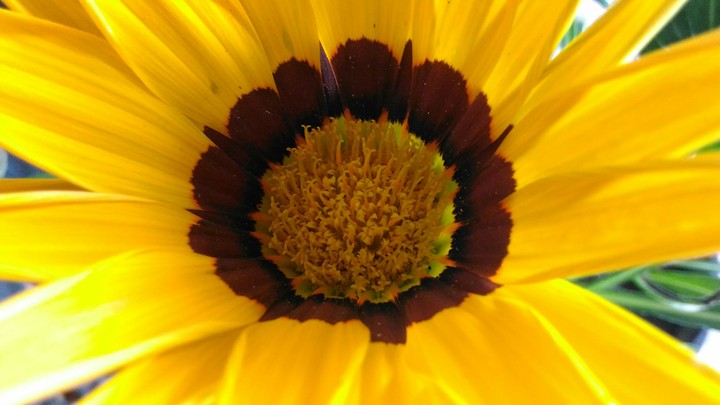 Yellow flower