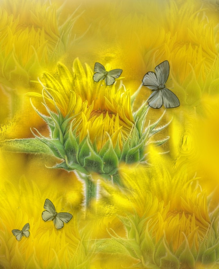 #nice_art #sunflowers