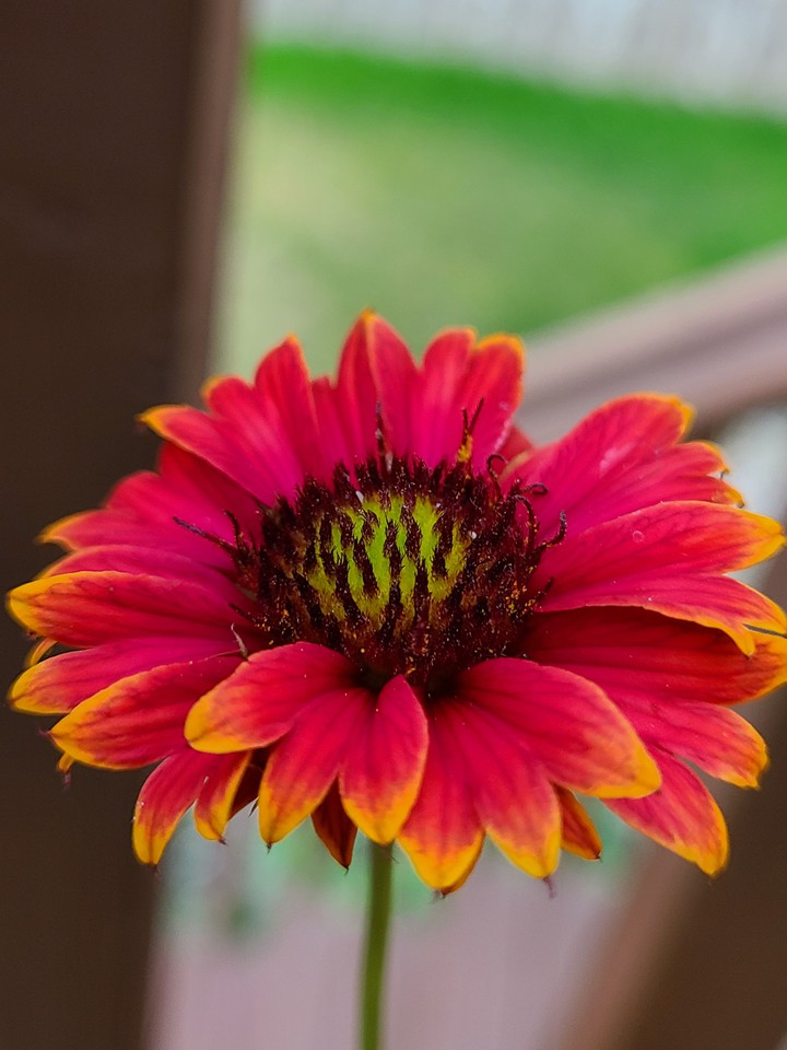 Wild Flower