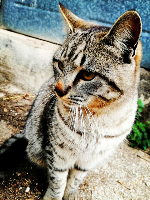 Tabby